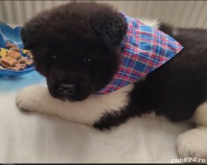 Pui akita american  - imagine 5