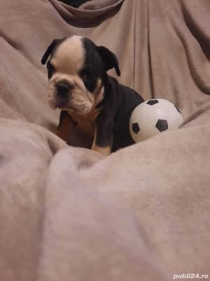 Pui bulldog  buldog englez  - imagine 3