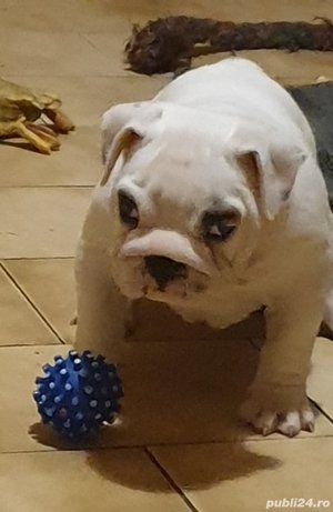 Pui bulldog  buldog englez  - imagine 4