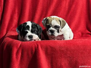 Pui bulldog  buldog englez  - imagine 6
