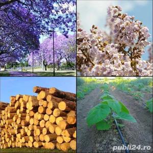 Seminte Paulownia Shantong, Elongata, Tomentosa, 9501, Goji, Lavanda