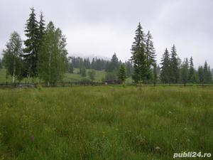 5077 mp teren  Sarisoru Mare   Saru Dornei  - imagine 3
