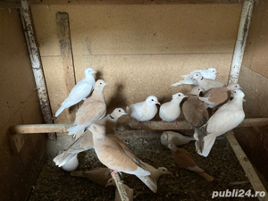 Vand turturele cucuruz - imagine 2