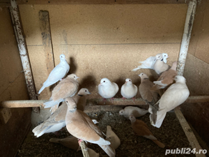 Vand turturele cucuruz - imagine 6