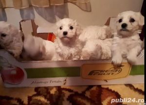 Vand căței Bichon Maltez - imagine 2