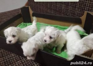 Vand căței Bichon Maltez - imagine 3