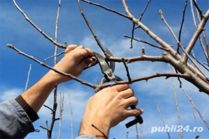 Toaletări,taieri rodire, taieri in verde pomi fructiferi, vita de vie
