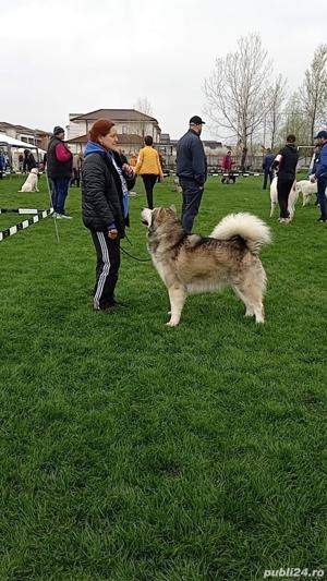 Malamut de alaska pedigree tip A FCI  - imagine 5