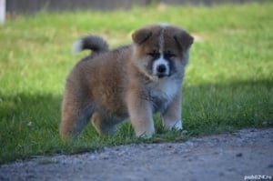 Catei Akita Inu - imagine 1