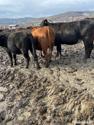 bovine animale angus - imagine 3 bovine animale angus - imagine 3