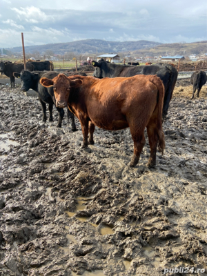 bovine animale angus - imagine 4 bovine animale angus - imagine 4