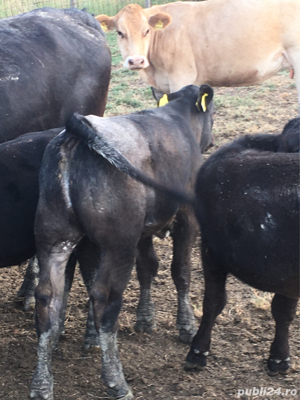 bovine animale angus - imagine 2 bovine animale angus - imagine 2