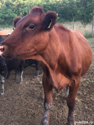 bovine animale angus - imagine 5 bovine animale angus - imagine 5