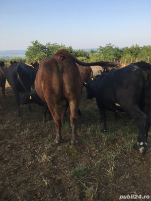 bovine animale angus