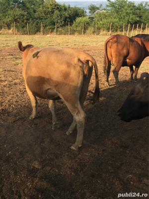 bovine animale angus - imagine 6 bovine animale angus - imagine 6