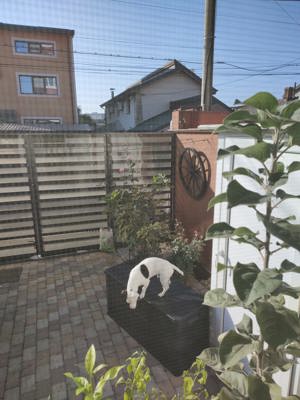 Jack Russell - imagine 2