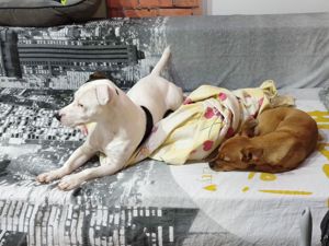 Jack Russell - imagine 4