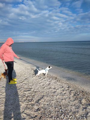 Jack Russell - imagine 3