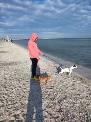 Jack Russell - imagine 6