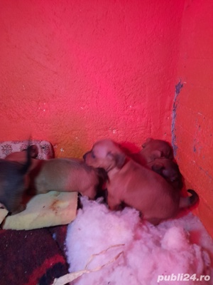 vind  catei  - imagine 5