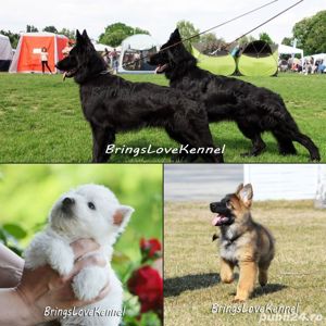 Westie si Ciobanesc German par lung linie lucru cu Pedigree tip A - imagine 2