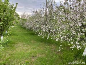 Teren intravilan - Plantatie pomi fructiferi - imagine 2