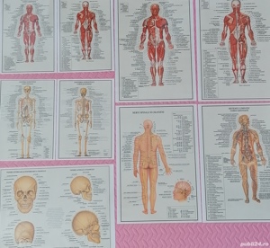 Plansa anatomie, sistem muscular, circulator, nervos, schelet