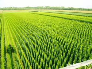 thuja smaragd, tuia danica brabant, hoseri, bluearrow 0,18 EURI