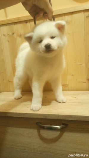 De vanzare pui de akita inu(japonez) pe alb si portocaliu - imagine 5 De vanzare pui de akita inu(japonez) pe alb si portocaliu - imagine 5