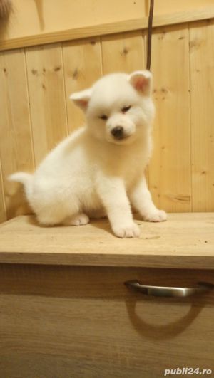 De vanzare pui de akita inu(japonez) pe alb si portocaliu - imagine 7 De vanzare pui de akita inu(japonez) pe alb si portocaliu - imagine 7