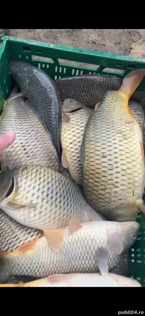 Crap Amur caras de vanzare puiet! - imagine 2