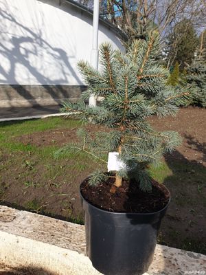 Brazi argintii si tui ornamentale diverse sortimente - imagine 8