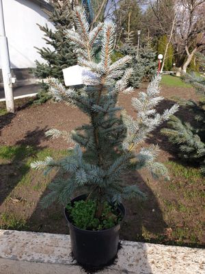 Brazi argintii si tui ornamentale diverse sortimente - imagine 4