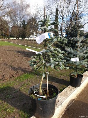 Brazi argintii si tui ornamentale diverse sortimente - imagine 3