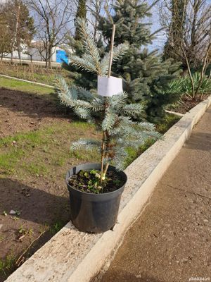 Brazi argintii si tui ornamentale diverse sortimente - imagine 7