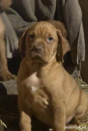 Vând pui de viszla vizsla vijla maghiara - imagine 3