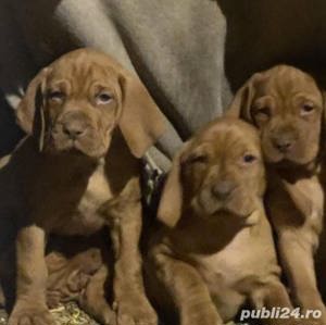 Vând pui de viszla vizsla vijla maghiara - imagine 4