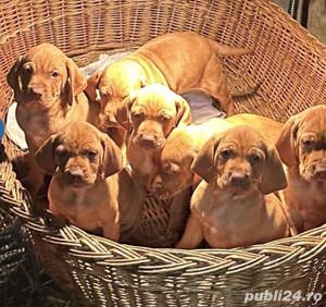Vând pui de viszla vizsla vijla maghiara - imagine 2