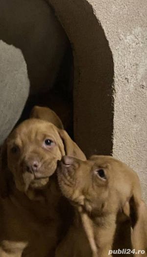 Vând pui de viszla vizsla vijla maghiara - imagine 5