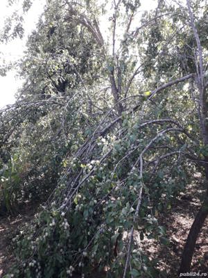  Tuica palinca jinars de prune calitate fara concurenta