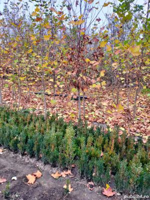 Amenajam gradini si parcuri atit la persoane fizice si juridice - imagine 2