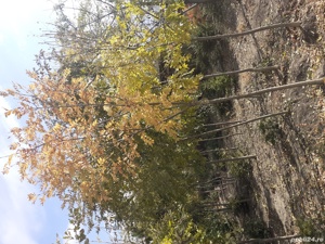 Amenajam gradini si parcuri atit la persoane fizice si juridice - imagine 5