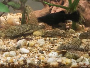 Vand pesti Ancistrus dolichopterus - sanitari care se hranesc cu alge-direct din crescatoria proprie - imagine 7 Vand pesti Ancistrus dolichopterus - sanitari care se hranesc cu alge-direct din crescatoria proprie - imagine 7