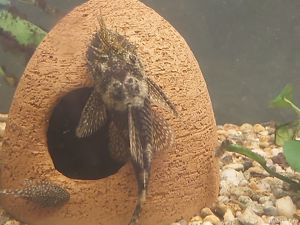 Vand pesti Ancistrus dolichopterus - sanitari care se hranesc cu alge-direct din crescatoria proprie - imagine 2 Vand pesti Ancistrus dolichopterus - sanitari care se hranesc cu alge-direct din crescatoria proprie - imagine 2