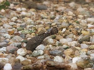 Vand pesti Ancistrus dolichopterus - sanitari care se hranesc cu alge-direct din crescatoria proprie - imagine 3 Vand pesti Ancistrus dolichopterus - sanitari care se hranesc cu alge-direct din crescatoria proprie - imagine 3