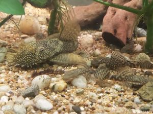 Vand pesti Ancistrus dolichopterus - sanitari care se hranesc cu alge-direct din crescatoria proprie - imagine 4 Vand pesti Ancistrus dolichopterus - sanitari care se hranesc cu alge-direct din crescatoria proprie - imagine 4