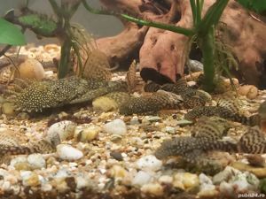 Vand pesti Ancistrus dolichopterus - sanitari care se hranesc cu alge-direct din crescatoria proprie - imagine 8 Vand pesti Ancistrus dolichopterus - sanitari care se hranesc cu alge-direct din crescatoria proprie - imagine 8