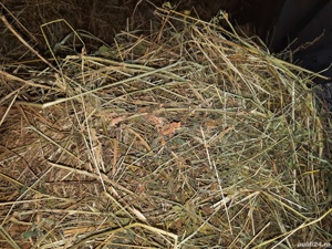 Vand lucerna si baloti de fan mici - imagine 2