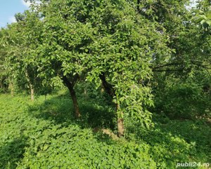 De vânzare 14,19 ari vie (intravilan) la Salonta - imagine 7