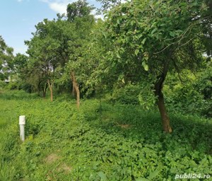 De vânzare 14,19 ari vie (intravilan) la Salonta - imagine 2